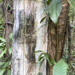 et, Dominique Rousseau - 2025 - Le grand rivage