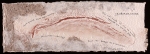  Le rêve de Cuvier - 2006 – exemplaire unique – 24 x 62 cm, Dominique Rousseau - Papiers manuscrits